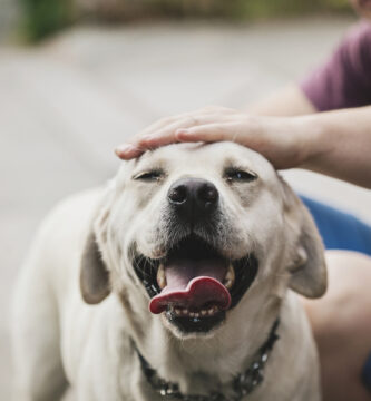 Como tener un perro obediente