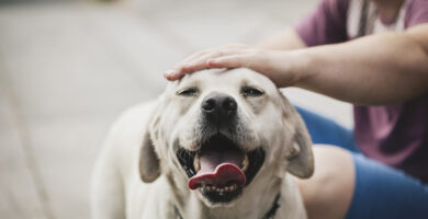 Como tener un perro obediente