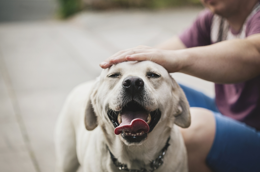 Como tener un perro obediente